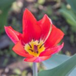 Van kweker naar vaas: waarom seizoensbloemen de toekomst hebben