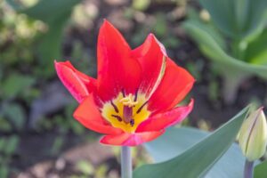 Van kweker naar vaas: waarom seizoensbloemen de toekomst hebben